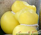 Scamorza